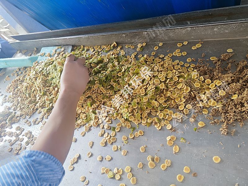 帶式壓榨機(jī)脫水后的羅漢果渣 帶式壓榨機(jī)脫水后的羅漢果渣